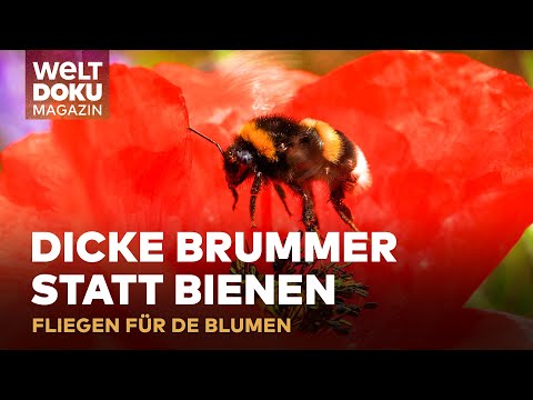 HUMMELN STATT BIENEN: Bunte Brummer & fleißige Bestäuber für die Blumenvielfalt | WELT Doku Magazin