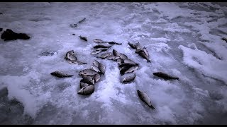 Ловля зимой карася на манку