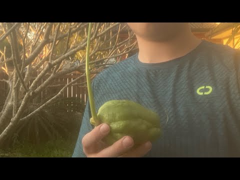 How to grow choko in Australia 🇦🇺