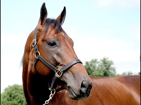 Meet Always B Miki -- Harness Racing's No. 1 Horse