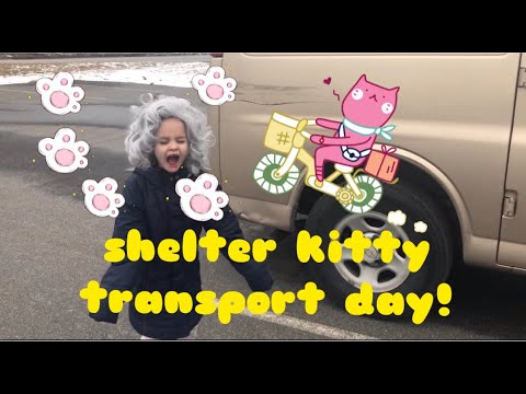 Shelter Cat Transport Day!