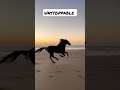 unstoppable / invincible /horse / horse riding / run fast / make it happen / work for dreams.