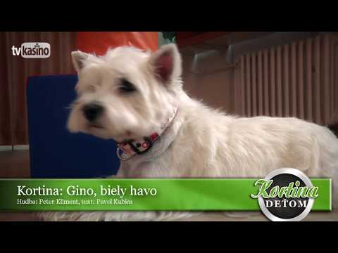 Kortina: Gino, biely havo