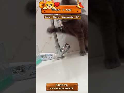 Vídeo de Mingau 