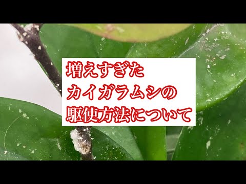 庭のコナカイガラムシの治療法: 祖母の効果的な 5 つの治​​療法  庭園