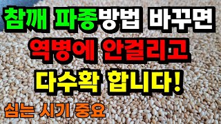 참깨 파종시기/ 이렇게 심으면 좁은 텃밭에서 다수확할수있는 방법에이요/ 지금 모종으로 키워서 감자수확후에 심…