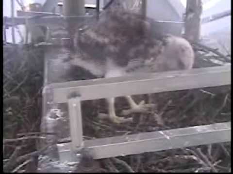 Redtail Chick Almost Blown Away!