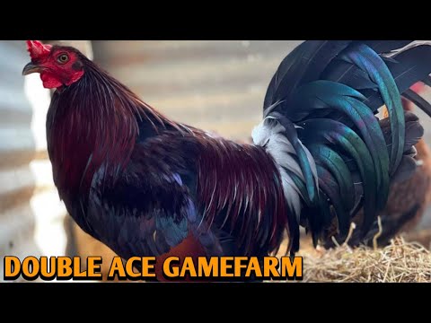 Leiper Albany Kelso - DOUBLE ACE FARM