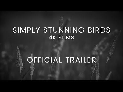 Simply Stunning Birds | Official Channel Trailer.