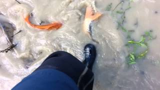 preview picture of video 'Koi carp spawning in Lake Kimihia, New Zealand 8/9/14'