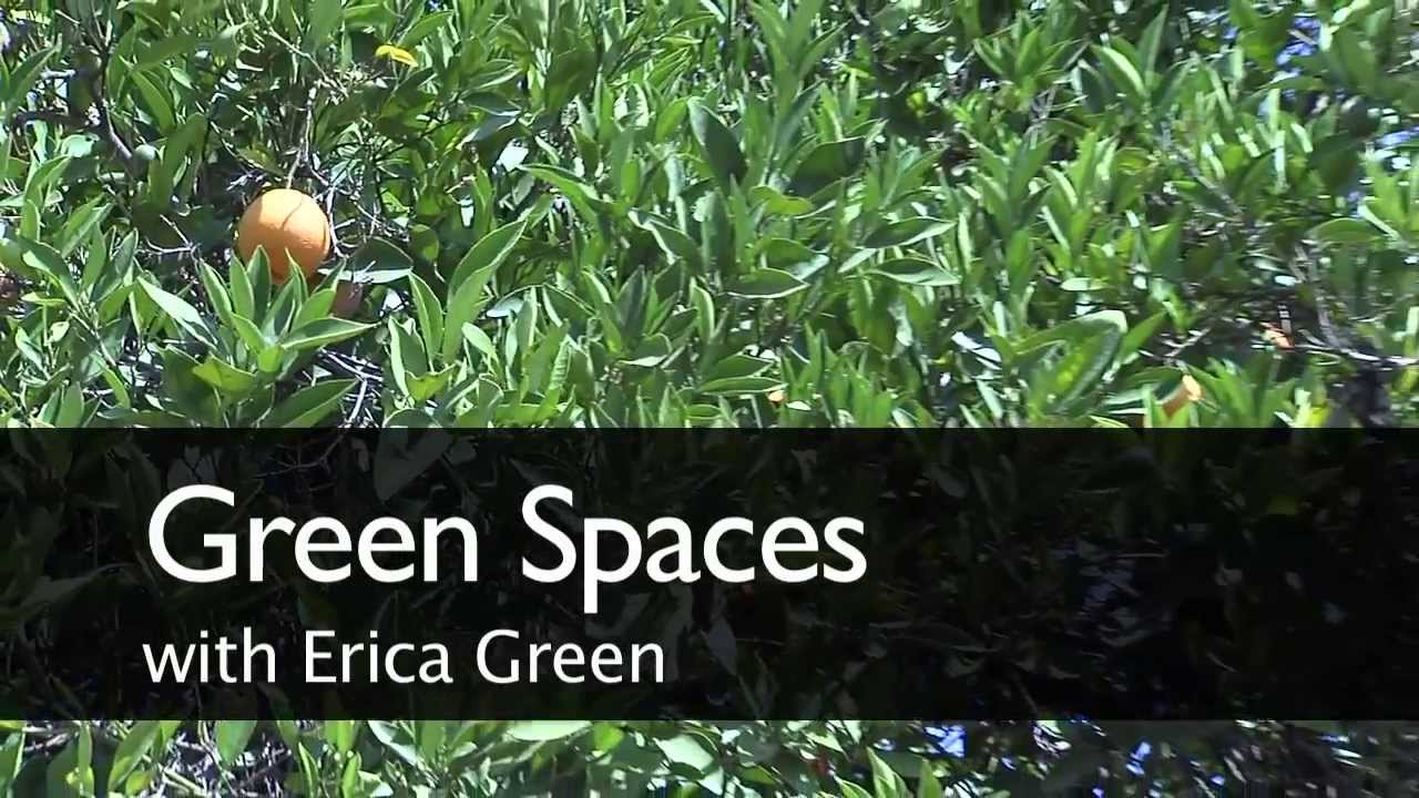 Green Spaces - Parent Navel Orange Tree & Low Park
