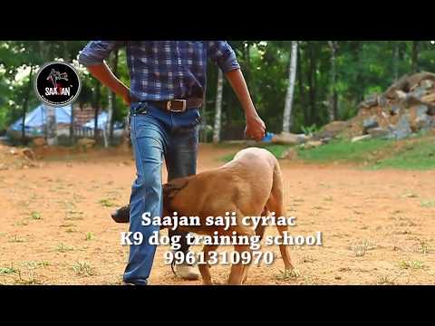 Saajan Saji Cyriac K9 training school.9961310970