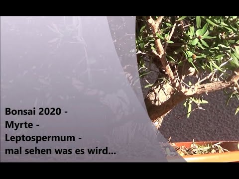 Bonsai 2020-32 - Myrte - Leptospermum - mal sehen was es wird...