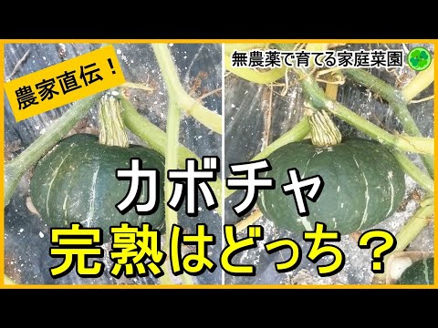 食用カボチャ: どうやって見分けますか? 植物
