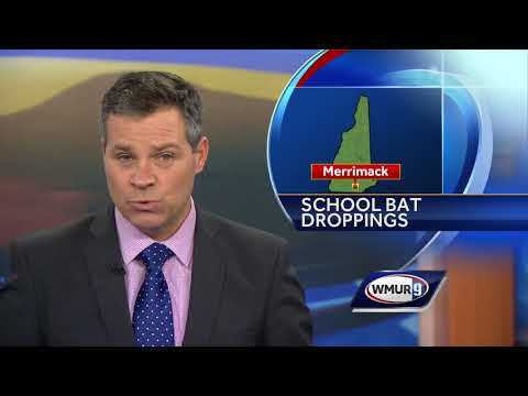 Bat droppings cause odor issues at Merrimack school
