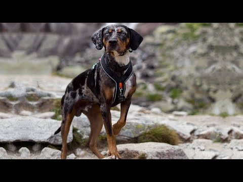 10 Facts You Need to Know Before Buying a Catahoula Leopard Dog