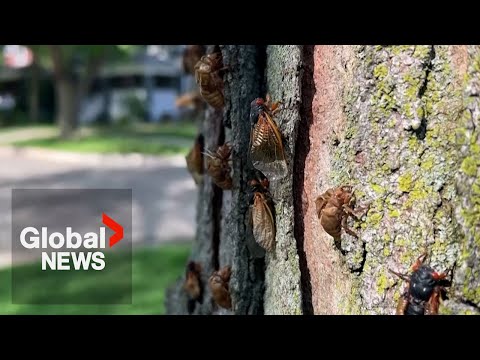 Billions of buzzing cicadas emerge across US: "Sounds like a science fiction movie"