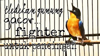 Download lagu Tledekan/sulingan gunung fighter untuk pancingan mp3