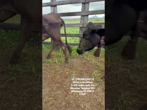 34 Vacas e Novilhas: 2.450 reais cada em Messias Targino/ RN. Whatsapp 84 99810 2784*#gado #nelore