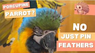 Porcupine Parrot? Blue and Gold Macaw Opening Pin Feathers!