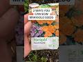 Sowing marigold seeds is easy. They can also be started in seed trays or pots. Sow in spring