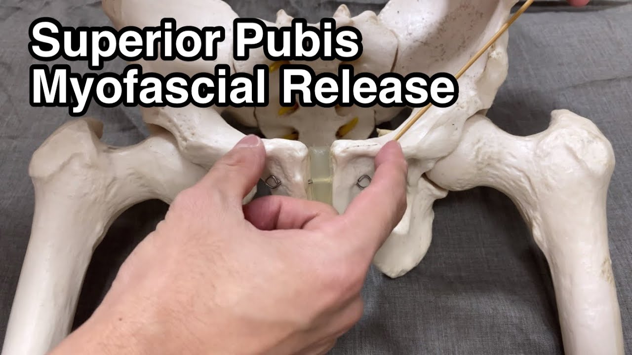 How to do myofascial release on superior pubis