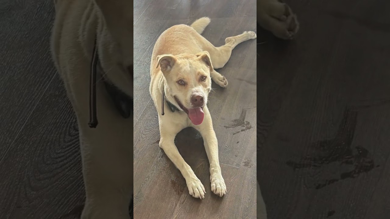 Enlarge Doggert, a Adoptable mixed breed in Waxahachie, TX video 6/6