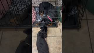 Download lagu Yellow comforting mom Cleo !! Who’s in time out!! #dog #play #rottweiler #shorts mp3 Download lagu Yellow comforting mom Cleo !! Who’s in time out!! #dog #play #rottweiler #shorts mp3