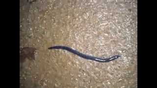 preview picture of video 'SNAKE OR EARTHWORM?'