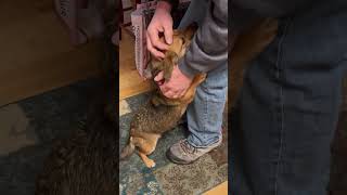 Video preview image #1 Chihuahua-Feist Terrier Mix Puppy For Sale in Mount Laurel, NJ, USA