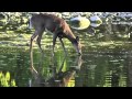 Like A Deer That Longs For Running Streams ~ Psalm 42 ~ by Glen Shulfer