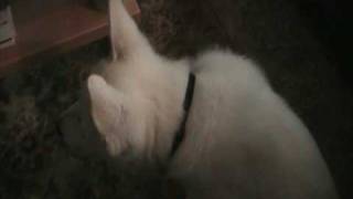 preview picture of video 'Gizmo the mini dog'