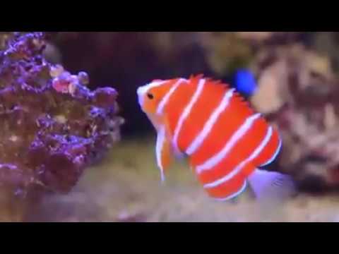 ペパーミントエンジェルフィッシュ