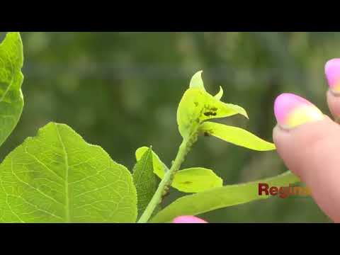 Čučoriedková zážitková farma BERRY GARDEN