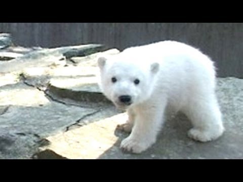 FRANK ZANDER - Hier kommt Knut - DER BERICHT