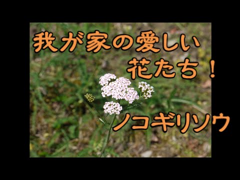 園芸 ノコギリソウ