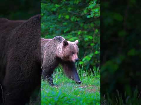 🐻 "Wild Bear in Nature | Stunning 4K Wildlife Footage #Bear #Nature #Wildlife #4K"