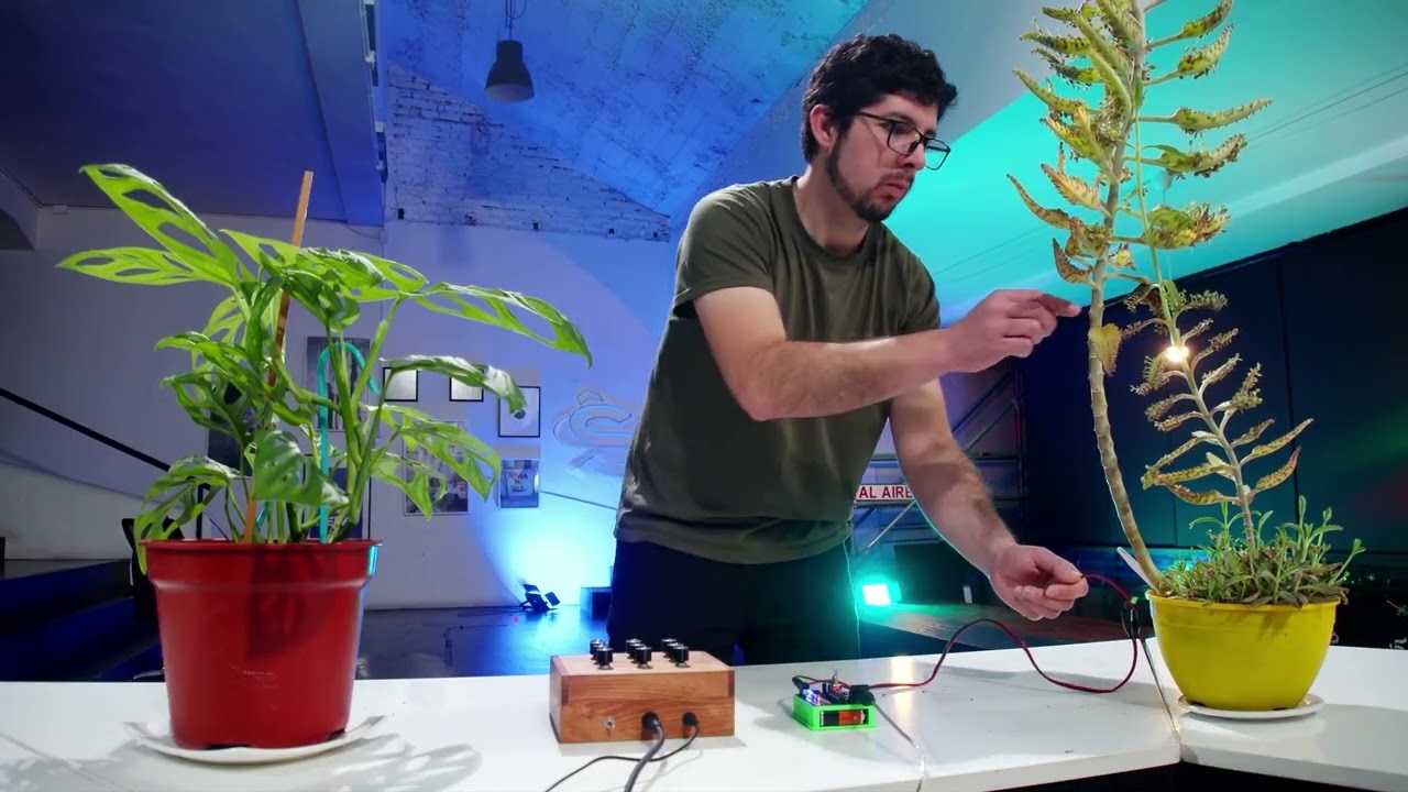 Live Roots — Biosonificación