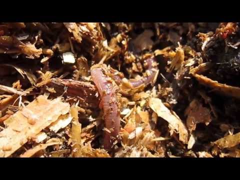 Masken Max kryp ålning medes hasning.