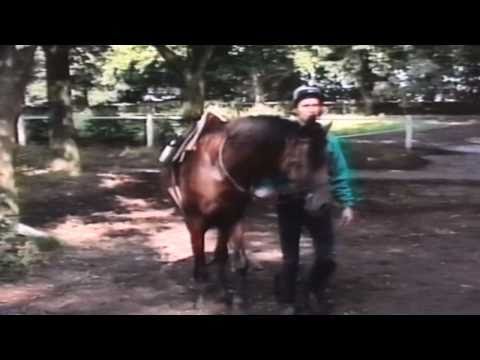 Nagroda Derby - 27.07.1997 - Druid (Wojsław - Dalida)