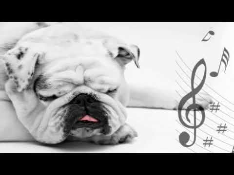 [Sólo escuchar durante 5 segundos] Para que tu Perro Duerma Profundo *Musica para Perros* ♥ ♫ Video