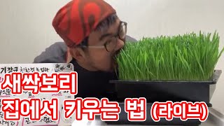집에서 쉽게 새싹보리를 기르는 법 (라이브)│농사직방
