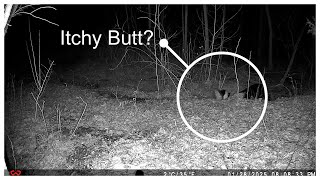Raccoon is looking for New Home, or a Night time Snack? - Trail Cam Tuesday - April 15, 2025