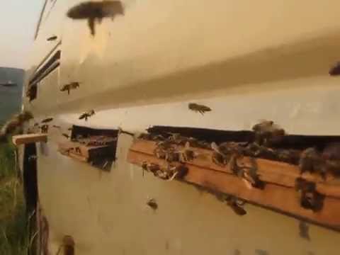 pavilion apicol in dubita 1