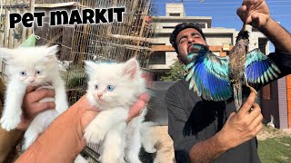 Download lagu Eid Se Phle Pet Market Giya😍New Bird Ny Bht Bura Kata Mujy😢 mp3