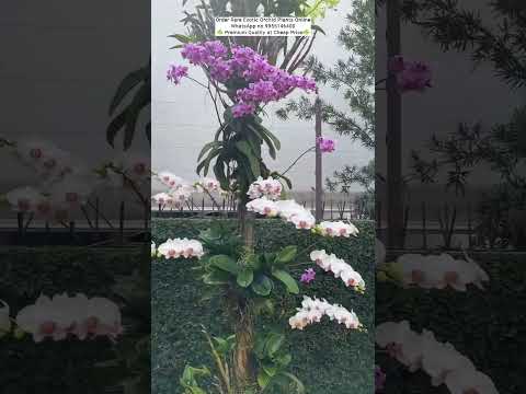 Buy Rare Orchid Plants Online #flowers #plants #gardening #orchidcare #orchid #orchids #dendrobium