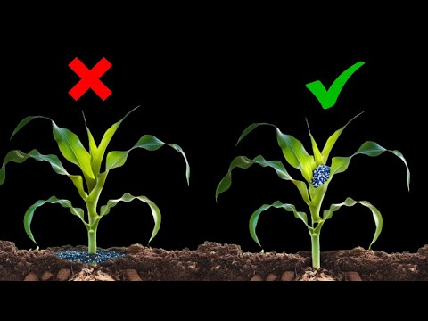 Best Maize Fertilizer Application Strategy for HIGH Yield!