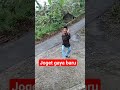 Sopir Koplak Joget Gaya Baru Joget Velocity Hiburan Kocak Lucu Sopir Koplak Ngakak Fyp