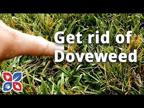  Do My Own Lawn Care  -  How to Get Rid of Doveweed Video 