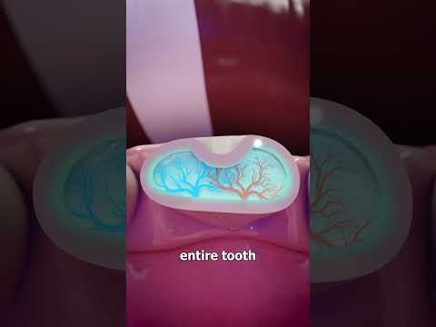 How Mayans Decorated Their Teeth 🤔